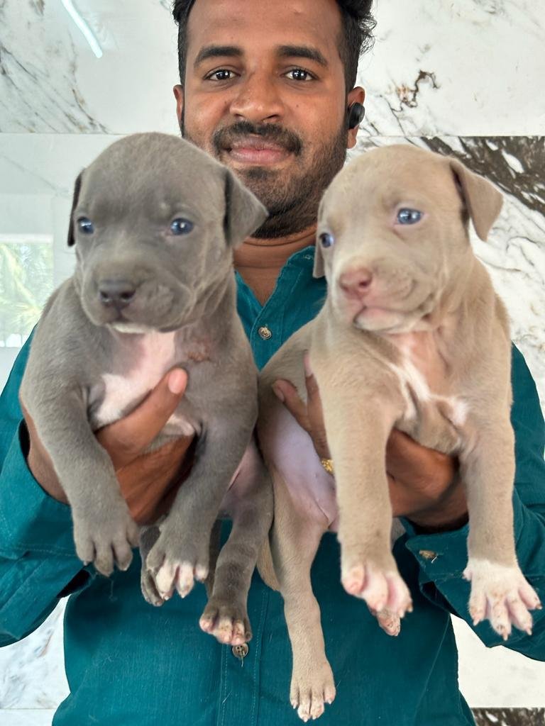 Buy Vaccinated  Pitbull Puppy from  India